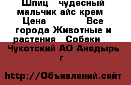 Шпиц - чудесный мальчик айс-крем › Цена ­ 20 000 - Все города Животные и растения » Собаки   . Чукотский АО,Анадырь г.